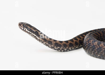 Kreuzotter, Vipera berus Stockfoto