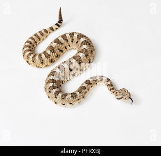 Sidewinder, Crotalus cerastes, Stockfoto