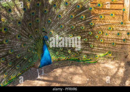 Pfau mit vollem Gefieder in der Paarungszeit geöffnet. Eine Nahaufnahme Foto von grüne Pfauen, Pfau und sein Schwanz Federn öffnen. Schönen männlichen Pfau. Stolzer Pfau mit offenen Flügeln Stockfoto