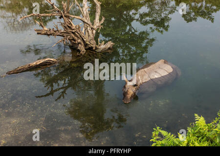 Wild rhino Baden im Fluss in Jaldapara Nationalpark, Assam State, North East India Stockfoto