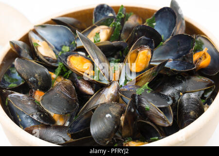 Pre-Schottisches Muscheln, m. edulis, in Weißwein und Sahne von Waitrose Supermarkt serviert in einer Schüssel. Dorset England UK GB Stockfoto