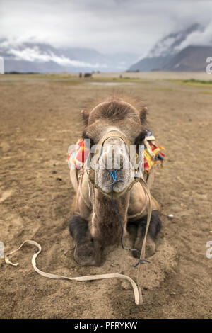 Kamel portrait Nahaufnahme. Camel Safari im Nubra Tal in Ladakh, Indien Stockfoto