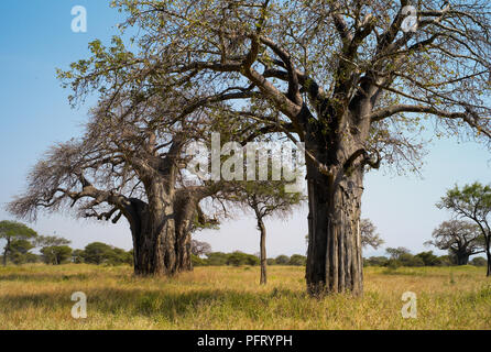 Zwei Mighty Baobab Bäume im Tarangire Nationalpark, Tansania Stockfoto