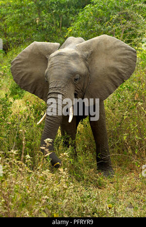 Afrikanischer Elefant im Grünen Bush im Lake Manyara National Park, Tansania Stockfoto