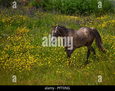 Pferde grasen auf der grünen Wiese voller Blumen Stockfoto