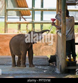 Blick auf den Platz eines kleinen Neugeborenen Elefanten bei der Fütterung station am Udawalawe, Sri Lanka. Stockfoto