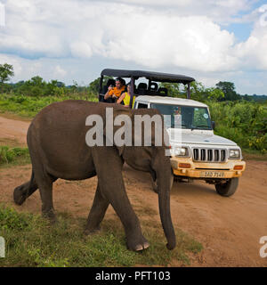 Blick auf den Platz eines Elefanten wandern ein Jeep auf Safari im udawalawe Nationalpark in Sri Lanka. Stockfoto