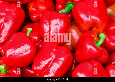 Rote Paprika auf einer Theke im Supermarkt. Eine große Anzahl von Paprika in einem Haufen. Stockfoto