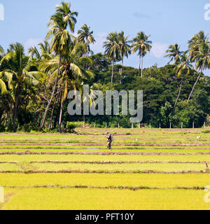 Blick auf den Platz von einem Mann spritzen Reispflänzchen in Reisfeldern in Sri Lanka wachsen. Stockfoto