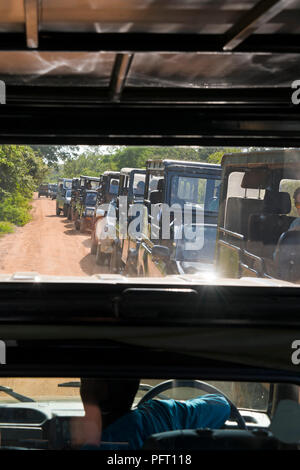 Vertikale Ansicht von einem Stau von Safari Jeeps in Yala National Park, Sri Lanka. Stockfoto