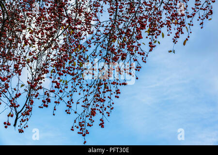 Helle scenic Zweigniederlassungen von Crab Apple tree mit roten Äpfeln auf dem Hintergrund von Himmel, fallen. Die natürlichen Farben des Herbstes, malus Whipplei Stockfoto