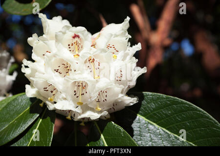 Rhododendron - Vielfalt Falconeri mit weißen Blumen im Frühling Stockfoto