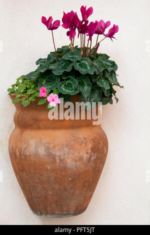 Alpenveilchen und Impatiens walleriana (Busy Lizzy) in Terrakotta Übertopf zu weißen Wand angebracht, Italien Stockfoto