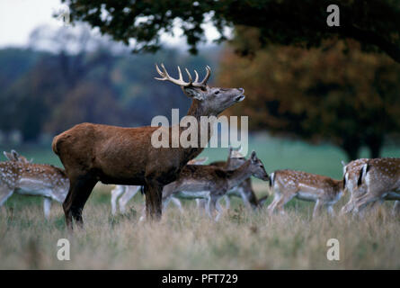 Red Deer (Cervus elaphus) Rothirsch und Herde von weibliche Damwild (Dama Dama) im Londoner Richmond Park Stockfoto