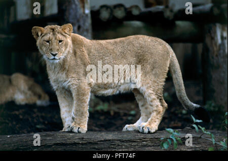 Weibliche asiatischer Löwe (Panthera leo persica) in Gehäuse Stockfoto