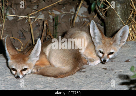 Zwei Fennec Fuchs (Vulpes zerda) liegend auf Sand in Gehäuse Stockfoto