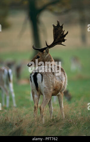 Männlichen Damwild (Dama Dame) in Deer Park, Ansicht von hinten zeigt Profil und Geweih Stockfoto