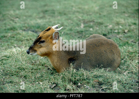 Reeves' Muntjac (Muntiacus Reevesi) liegen auf Gras im Gehäuse Stockfoto