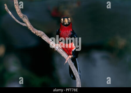 Leuchtend rote und schwarze Bärtigen Barbet (Lybius dubius) hocken auf dünnen Zweig in Gehäuse mit Kamera suchen Stockfoto