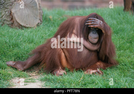 Weibliche bornesischen Orang-utan (Pongo pygmaeus) sitzen auf Gras mit der Hand auf den Kopf Stockfoto