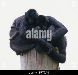 Familie von Black-headed Spider Monkey (Ateles fusciceps), zwei Erwachsene ein Baby schützen, sitzen auf den Baumstamm in Gehäuse Stockfoto