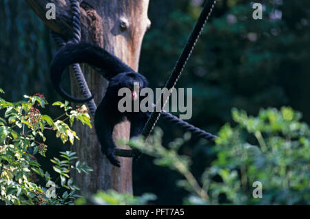 Black-headed Spider Monkey (Ateles fusciceps) Bilanzierung von Seil in Gehäuse Stockfoto