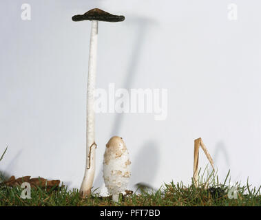 Coprinus comatus (Shaggy ink-Gap), Pilz, die in verschiedenen Phasen, als Fruchtkörper (kleinere, rechts) und dann, sobald der Pilz geschrumpft und die Sporen veröffentlicht ihre tiefschwarze Flüssigkeit (größer, links) Stockfoto