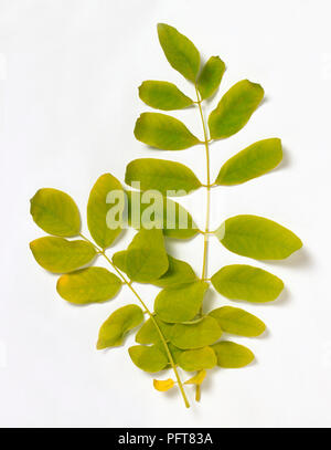 Grüne Robinia pseudoacacia (Robinie) lässt auf zwei Stiele Stockfoto