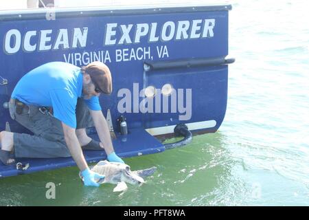 Atlantischer Ozean (24. Mai 2018) Scott Chappell, ein Meeresbiologe von Marine Engineering Befehlsbereich Atlantik, Releases eines Schlagwörter Kemp ridley Sea turtle zurück in den Ozean vor der Küste von Virginia Beach, Va. Die verwendete Variable ist die Bewegungen in der Schildkröte zu verfolgen und die Freigabe wurde als Teil einer Marine Forschungsprojekt mit der Virginia Aquarium und das Marine Science Center durchgeführt. Die Schildkröte war unter das Virginia Aquarium Verseilung Einvernehmen mit den nationalen marinen Fischerei Service (NMFS) markiert und wird von Nmfs unter der Genehmigung nach der US-Fisch und Wildlife Service's Endangered Species Act Stockfoto