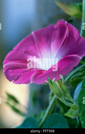 Ipomoea purpurea (Gemeinsame Morning Glory) mit rosa und weiße Blume und grüne Knospen und Blätter, close-up Stockfoto