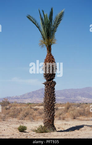 USA, Kalifornien, Phoenix dactylifera (Datum Palm) Baum in der Wüste Stockfoto
