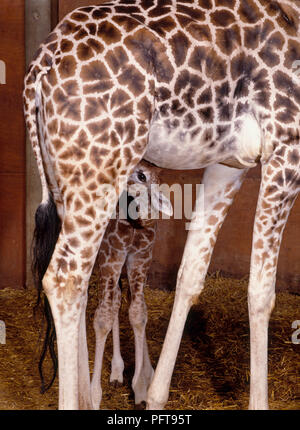 Baby Giraffe (Giraffa Camelopardalis) Säuglinge von der Mutter Stockfoto