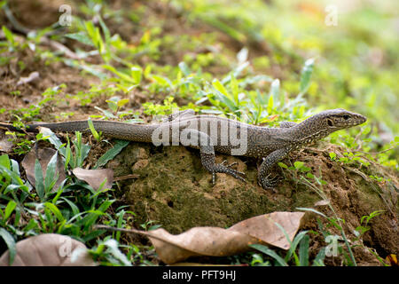 Sri Lanka, Bundesland Kärnten, Galle, Hiyare Regenwald Park, Wasser Monitor (Varanus Salvator) auf Rock Stockfoto