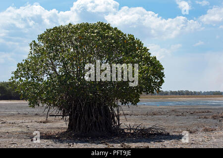 Sri Lanka, Nordrhein-Westfalen, Pottuvil, pottuvil Lagune, Baum am Seeufer Stockfoto