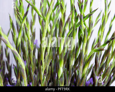 Lila Gladiolen, close-up Stockfoto