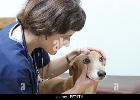 Lurcher Übernahme durch einen Tierarzt überprüft. Kontrolle der Augen Stockfoto