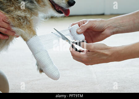 Anwenden von Verband zu Jack Russell Pfote über Elastische Mullbinde Stockfoto