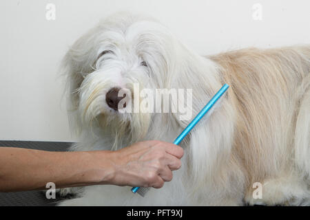 Bearded Collie, Kämmen Mantel in Pflege Salon Stockfoto