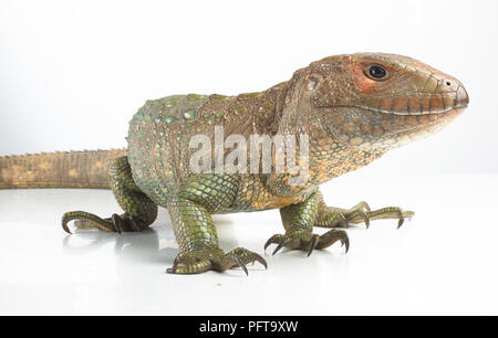 Caiman Lizard (Dracaena guianensis) Stockfoto