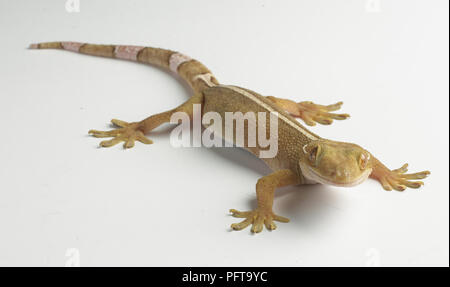 Palm Gecko (Gekko Gecko). Stockfoto