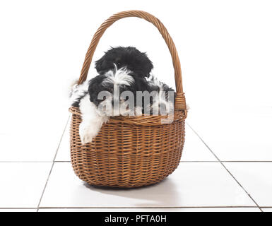 Drei schwarze und weiße Welpen im Weidenkorb sitzen Stockfoto