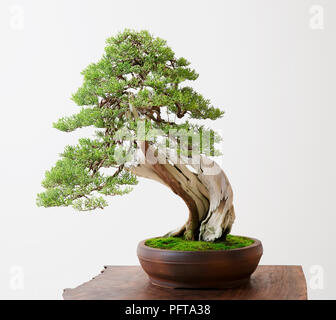 Bonsai Juniperus californica, Kalifornien, Wacholder. Stockfoto