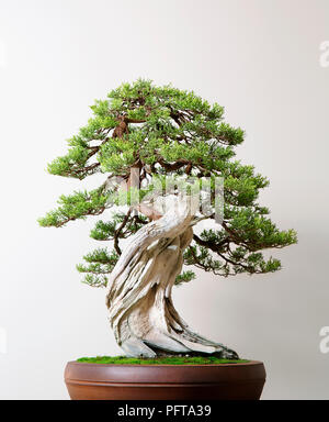 Juniperus californica, Kalifornien, Juniper, Bonsai Baum Stockfoto