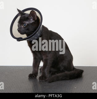 Männliche Kätzchen tragen Halskragen Stockfoto