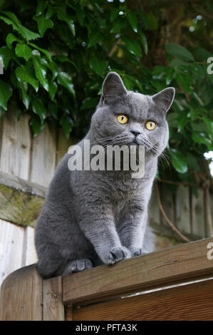 Katze sitzt auf Zaun Stockfoto