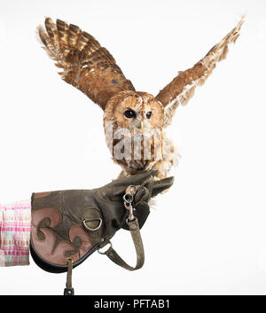 Waldkauz (Strix Aluco), junge Stockfoto