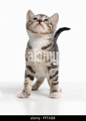 Grau tabby Kitten, Bengalen und britischen Kreuz Kurzhaar Kätzchen, 5 Wochen alt Stockfoto