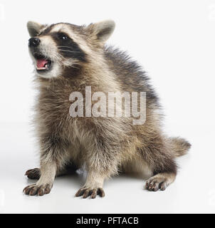 Waschbär (Procyon Lotor), 14 Wochen altes Baby männlich Stockfoto