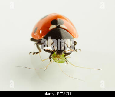 Sieben - gefleckte Marienkäfer (Coccinella septempunctata), Marienkäfer töten und essen kleinere Insekten Stockfoto