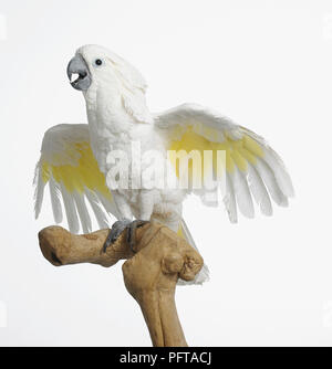 White Cockatoo, Dach Kakadu (Cacatua Alba), 3-Year-Old weiblich Stockfoto